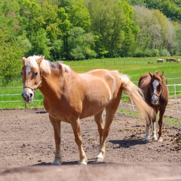 Zwei Pferde von Tannenhof Erlebnis Freisen